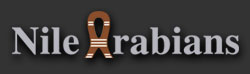 Nile Arabians ist eines der f�hrenden privaten Arabergest�te Europas. Bisher gewannen Pferde von Nile Arabians weltweit �ber 100 Schau-Championate und Klassensiege, darunter Titel wie Welt- und Europachampionate. Auch im Rennsport wurden in den letzten f�nf Jahren zahlreiche internationale Siege und Platzierungen erzielt